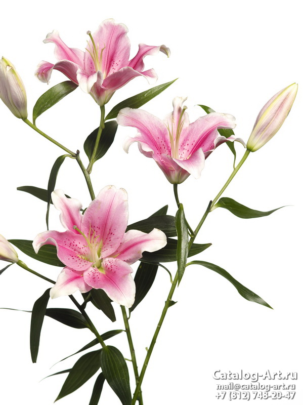 Pink lilies 16